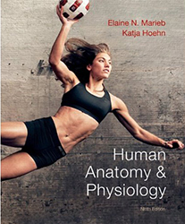 Image of 9th edition: Human Anatomy & Physiology; Marieb, E.N., & Hoehn, K.; 2012; Benjamin Cummings; ISBN: 9780321743268