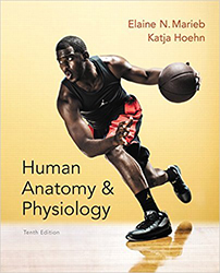 Iamge of 10th edition: Human Anatomy & Physiology; Marieb, E.N., & Hoehn, K.; 2015; Benjamin Cummings; ISBN: 9780321927040
