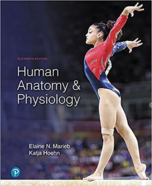 Image of Human Anatomy & Physiology Plus Modified Mastering A&P with Pearson eText -- Access Card Package (11th edition); Marieb, E.N., & Hoehn, K.; 2018; Benjamin Cummings; ISBN: 9780135175040